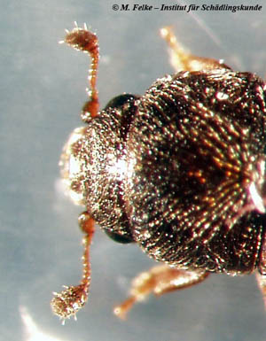 Abbildung 2: Kopfansicht des Glanzkäfers Carpophilus obsoletus