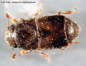 Abbildung 1: Die Glanzkäferart Carpophilus obsoletus ist ein weltweit verbreiteter Vorratsschädling