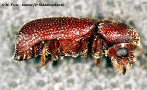 Abbildung 1: Der Gro&szlig;e Kornbohrer (Prostephanus truncatus) richtet v. a. Sch&auml;den in gelagertem Mais an