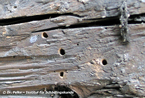 Abbildung 3: Ausflugl&ouml;cher des Hausbocks (Hylotrupes bajulus)