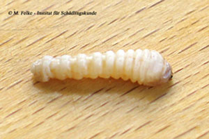 Abbildung 2: Die Larve des Hausbocks (Hylotrupes bajulus) kann eine L&auml;nge von rund 25 Millimetern erreichen