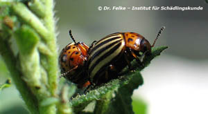 Abbildung 2: Kartoffelkäfer (Leptinotarsa decemlineata) stammen ursprünglich aus dem Südwesten der USA