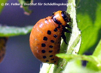 Abbildung 3: Die Larve des Kartoffelkäfers (Leptinotarsa decemlineata) kann mit Fraßgiften bekämpft werden