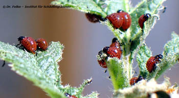 Abbildung 4: Bei einem Massenbefall können Kartoffelkäferlarven (Leptinotarsa decemlineata) ganze Kartoffelfelder kahl fressen