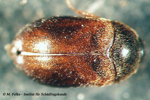 Abbildung 1: Der Khaprakäfer (Trogoderma granarium) ist weltweit einer der wichtigsten Vorratsschädlinge