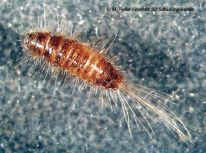 Abbildung 2: Larve des Khaprakäfers (Trogoderma granarium)