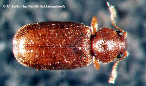 Abbildung 1: Der Kleine Moderkäfer (Corticaria fulva) weist wie alle Arten der Gattung auf dem Halsschild eine mediane, rundovale bis runde Eindellung vor der Basis auf