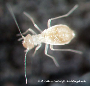 Abbildung 2: Staubläuse (Psocoptera) kommen oft gemeinsam mit dem Kleinen Moderkäfer (Corticaria fulva) vor