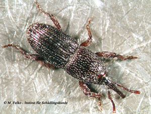 Abb. 1: Der Kornk&auml;fer (Sitophilus granarius) geh&ouml;rt in die Familie der R&uuml;sselk&auml;fer (Curculionidae)
