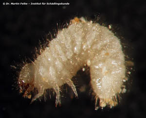 Abb. 4: Die Larve des Kugelkäfers (Gibbium psylloides) erinnert vom Habitus her an einen Engerling