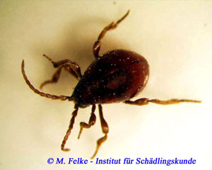 Abb. 2: Die Antennen sind beim Kugelkäfer (Gibbium psylloides) fast so lang wie der restliche Körper