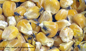 Maiskäfer (Sitophilus zeamais)