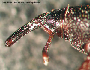 Abb. 2: Detailansicht des r&uuml;sself&ouml;rmig verl&auml;ngerten Kopfes des Maisk&auml;fers (Sitophilus zeamais)