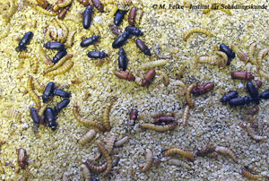 Abbildung 4: Weizenkleie mit starkem Mehlk&auml;fer-Befall (Tenebrio molitor)