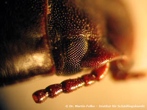 Abbildung 6: Kopfansicht eines Mehlk&auml;fers (Tenebrio molitor)