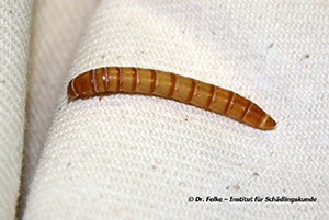 Abbildung 5: Mehlw&uuml;rmer haben auffallend dunkle Ringe am Hinterrand der Segmentgrenzen