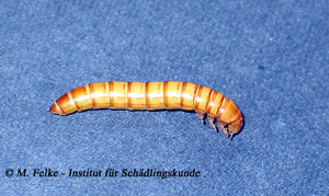 Abbildung 2: Die Larven des Mehlkäfers (Tenebrio molitor) werden als Mehlwürmer bezeichnet