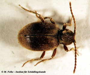 Abb. 4: Der Australische Diebkäfer (Ptinus tectus) ist wie der Messingkäfer (Niptus hololeucus) ein Materialschädling