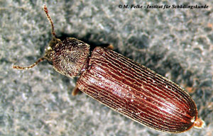 Abb. 3: Der Nordamerikanische Splintholzkäfer (Lyctus planicollis) ist nah mit dem Parkettkäfer (Lyctus linearis) verwandt