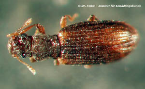 Abb. 2: Cartodere constricta (plaster beetle) ist eine Art aus der Familie der Moderkäfer (Latridiidae)
