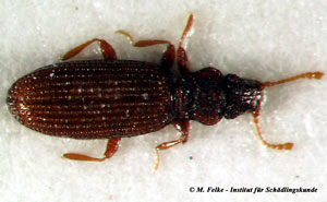 Abb. 3: Der Hefekäfer (Dienerella filum) ist wie der plaster beetle (Cartodere constricta) ein typischer Indikatororganismus für das Auftreten von Schimmelpilzen