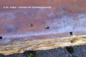 Abb. 4: Die Käfer des Rothalsbocks (Stictoleptura rubra) verlassen ihre Puppenwiege durch ein rundes Ausflugloch