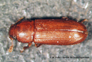 Abb. 1: Der Rotbraune Reismehlkäfer (Tribolium castaneum) wird etwas größer als der Rundköpfige Reismehlkäfer (Latheticus oryzae)