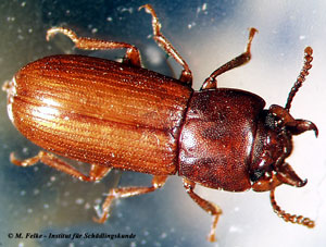 Abb. 3: Der Vierhornk&auml;fer (Gnathocerus cornutus) ist wie der Schwarze Getreidenager (Tenebroides mauritanicus) ein Prim&auml;rsch&auml;dling an gelagertem Getreide