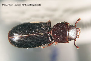 Abb. 1: Der Schwarze Getreidenager (Tenebroides mauretanicus) gehört wie der Siamesische Flachkäfer (Lophocateres pusillus) in die Familie der Flachkäfer (Ostomidae)