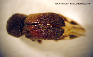 Abbildung 2: Dorsalansicht von Sinoxylon senegalense