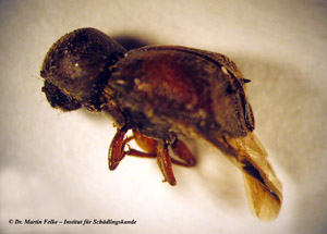 Abbildung 1: Lateralansicht von Sinoxylon senegalense