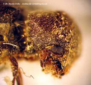 Abbildung 3: Kopfansicht von Sinoxylon senegalense