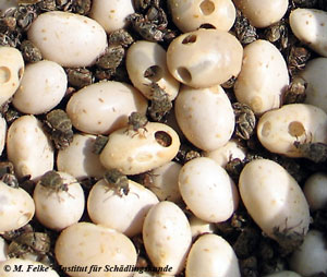 Abb. 4: Speisebohnenkäfer-Befall (Acanthoscelides obtectus) an Weißen Bohnen