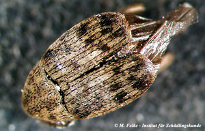 Abb. 2: Dorsalansicht des Speisebohnenkäfers (Acanthoscelides obtectus) - die Flügeldecken bedecken das Abdomen nicht komplett