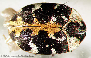 Abb. 1: Der Teppichkäfer (Anthrenus scrophulariae) ist ein typischer Materialschädling