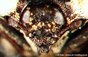 Abb. 2: Teppichkäfer (Anthrenus scrophulariae) - Kopfansicht