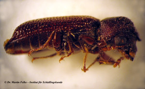 Abbildung 1: Lateralansicht des tropischen Bohrk&auml;fers (Heterobostrychus aequalis)