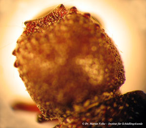 Abbildung 3: Kopfansicht des tropischen Bohrk&auml;fers (Heterobostrychus aequalis) von oben