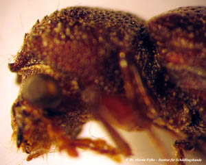 Abbildung 4: Kopfansicht des tropischen Bohrk&auml;fers (Heterobostrychus aequalis) von der Seite