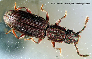 Abb. 3: Der Getreideplattk&auml;fer (Oryzaephilus surinamensis) ist wie Cryptolestes turcicus (T&uuml;rkischer Leistenkopfplattk&auml;fer) ein Vorratssch&auml;dling
