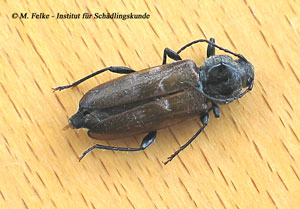 Abbildung 3: Der Hausbock (Hylotrupes bajulus) kann im Gegensatz zum Veränderlichen Scheibenbock (Phymatodes testaceus) auch verbautes Holz befallen