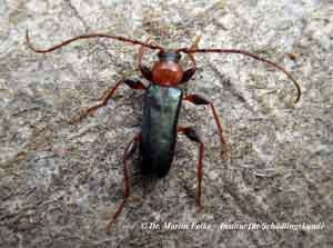 Abbildung 1: Der Veränderliche Scheibenbock (Phymatodes testaceus) ist äußerst variabel gefärbt