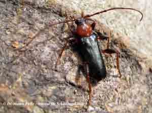 Abbildung 2: Der Veränderliche Scheibenbock (Phymatodes testaceus) entwickelt sich häufig in Brennholz