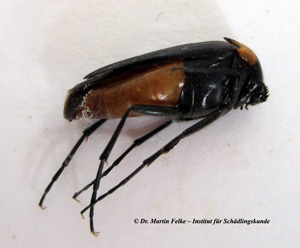 Abbildung. 1: Der Wespenfächerkäfer ist eine einheimische Art aus der Familie der Fächerkäfer (Rhipiphoridae)