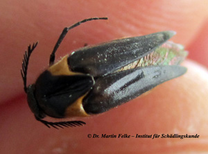 Abbildung 2: Ein Weibchen des Wespenfächerkäfers