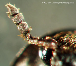 Abb. 3: Antenne eines männlichen Individuums des Zweifarbig behaarten Speckkäfers (Dermestes haemorrhoidalis)