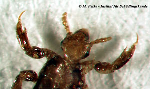 Abb. 1: Die kräftigen Extremitäten ermöglichen es der Kopflaus (Pediculus capitis), sich im Haar ihres Wirtsorganismus festzuhalten