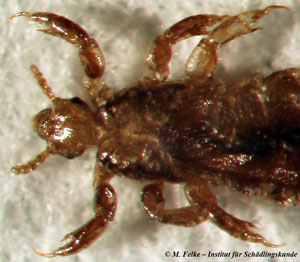 Abb. 3: Die Kopflaus (Pediculus capitis) ist ein weltweit verbreiteter Hygieneschädling