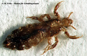 Abb. 4: Die Kopflaus (Pediculus capitis) tritt regelmäßig in Schulen, Kita`s und Kindergärten auf