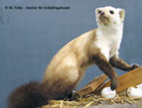 Hausmarder oder Steinmarder (Martes foina)